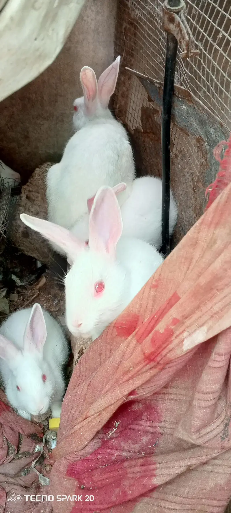 White Red Eyed Rabbits pure breed for sale — photo 5