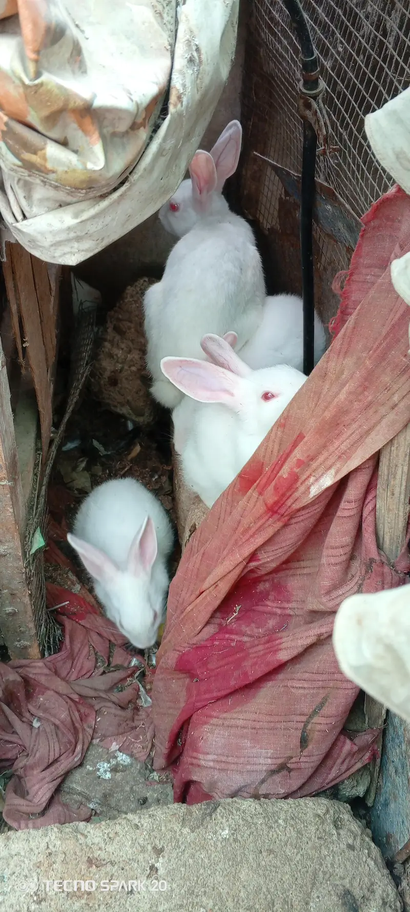 White Red Eyed Rabbits pure breed for sale — photo 6