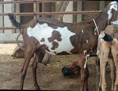 Bakri aur path For Sale