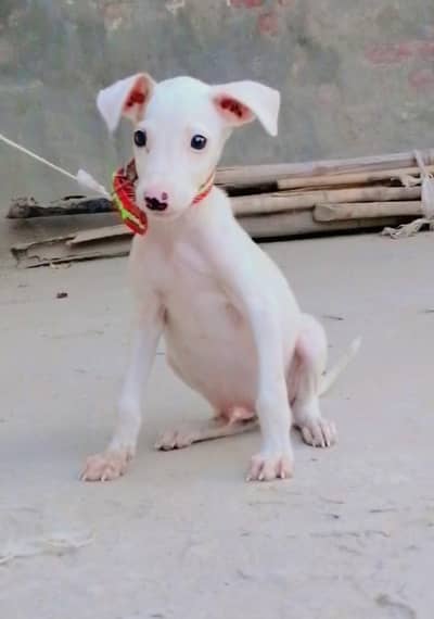 gultair puppy male