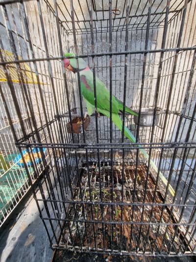 kashmir raw breeder male talking jumbo size (semitamed) urgently sale