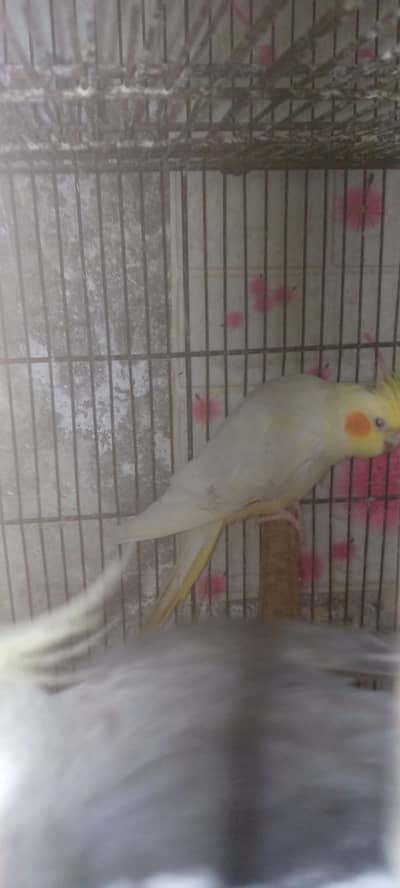 cockatiel and austrilian breeder pairs
