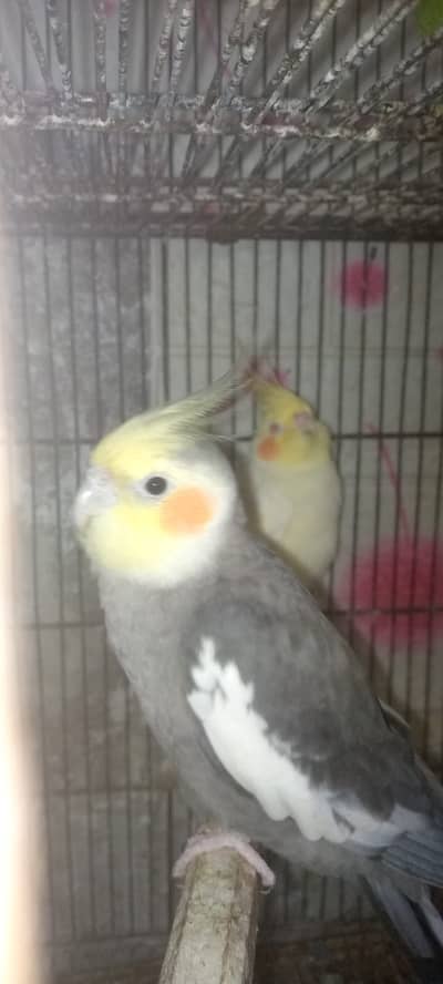 cockatiel and austrilian breeder pairs