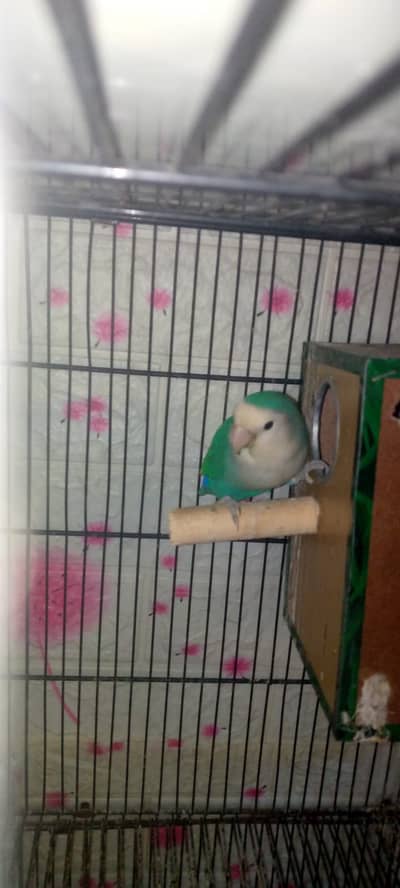 lover birds breeder pair
