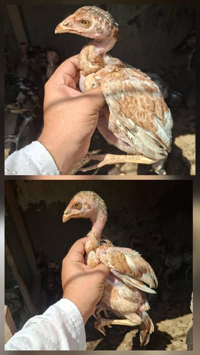 Aseel quality chicks pair age 5 months