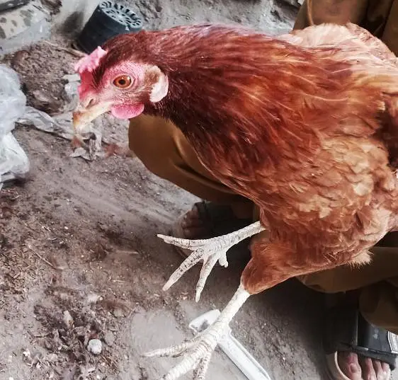 Title: Golden Misri Hens & Rooster – Healthy Pair/Trio — photo 2