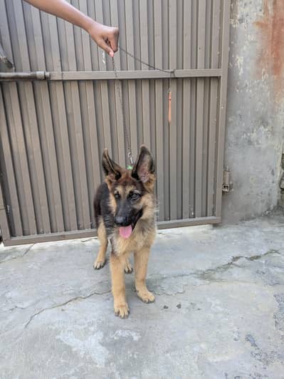 pure German shepherd puppy in double cout age 3.5 months for sale
