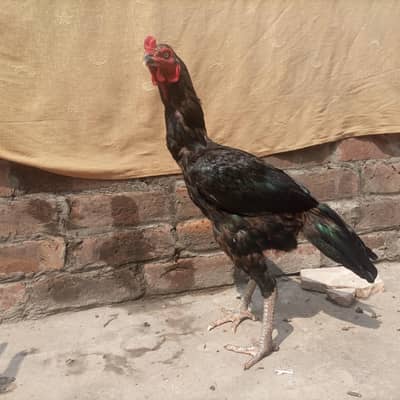 Black  Aseel Thai