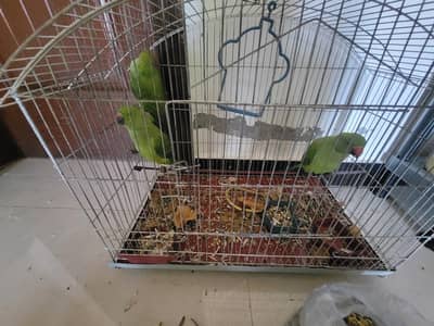 3 Green Parrots