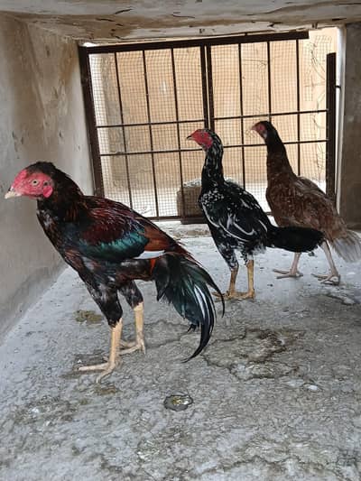 Aseel hens