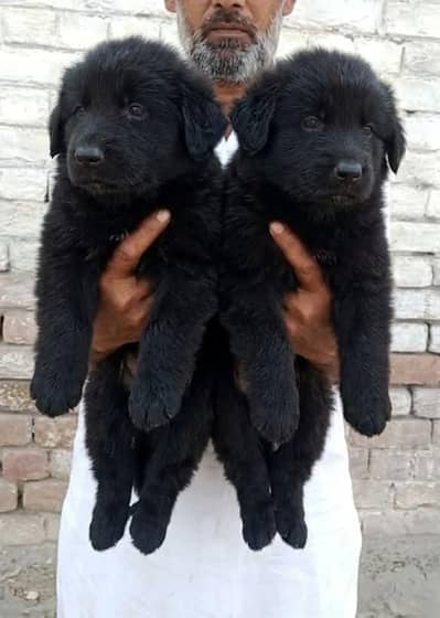 Black German Pupps | Long Coat Black German Shepherd Pupps | GSD