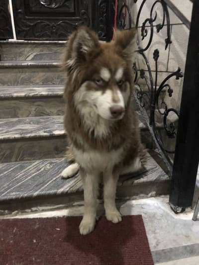 Imported Siberian Husky male