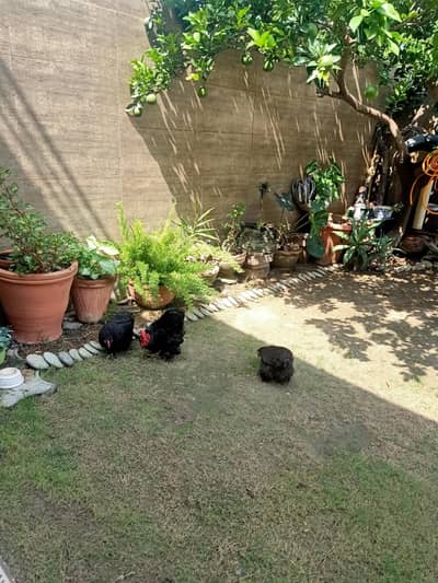 Premium quality zero size bentam breeder egg laying trio set
