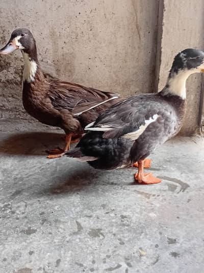 Ducks