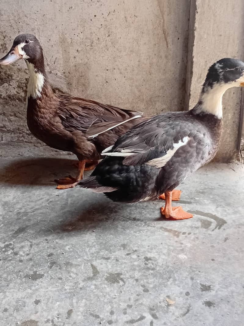 Ducks 0