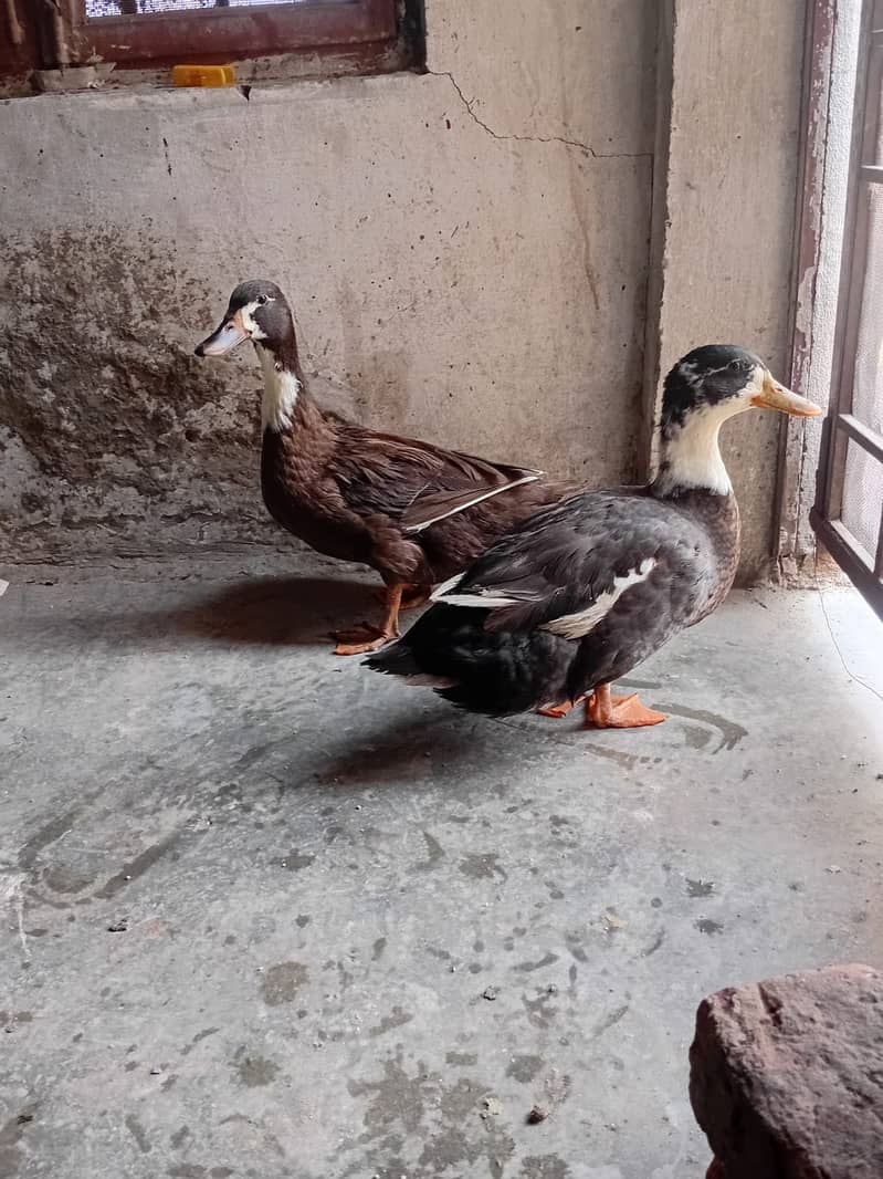 Ducks 1