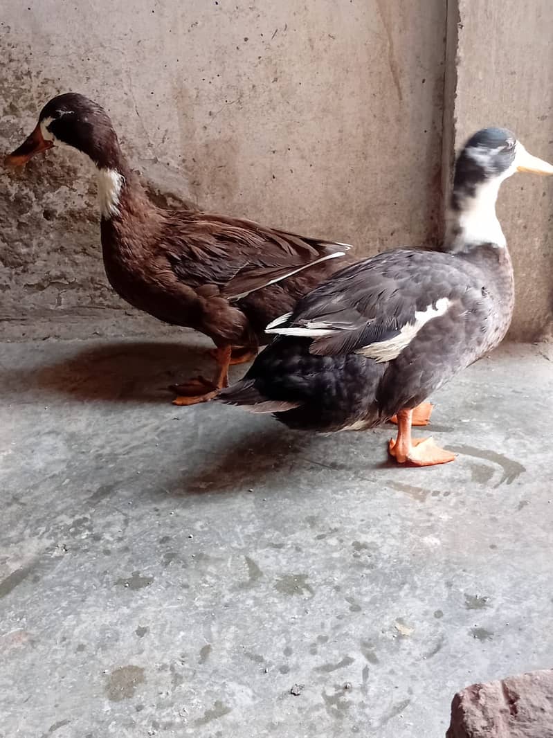 Ducks 2