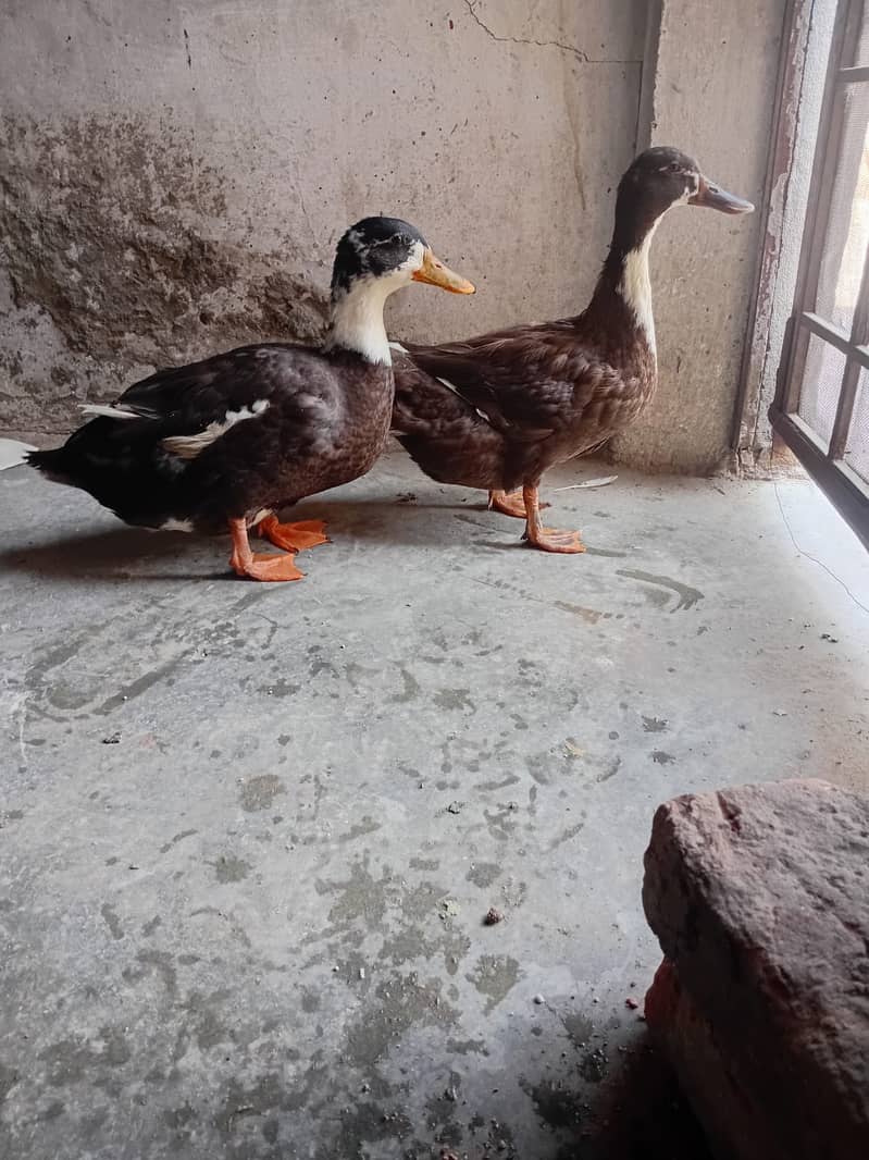Ducks 3