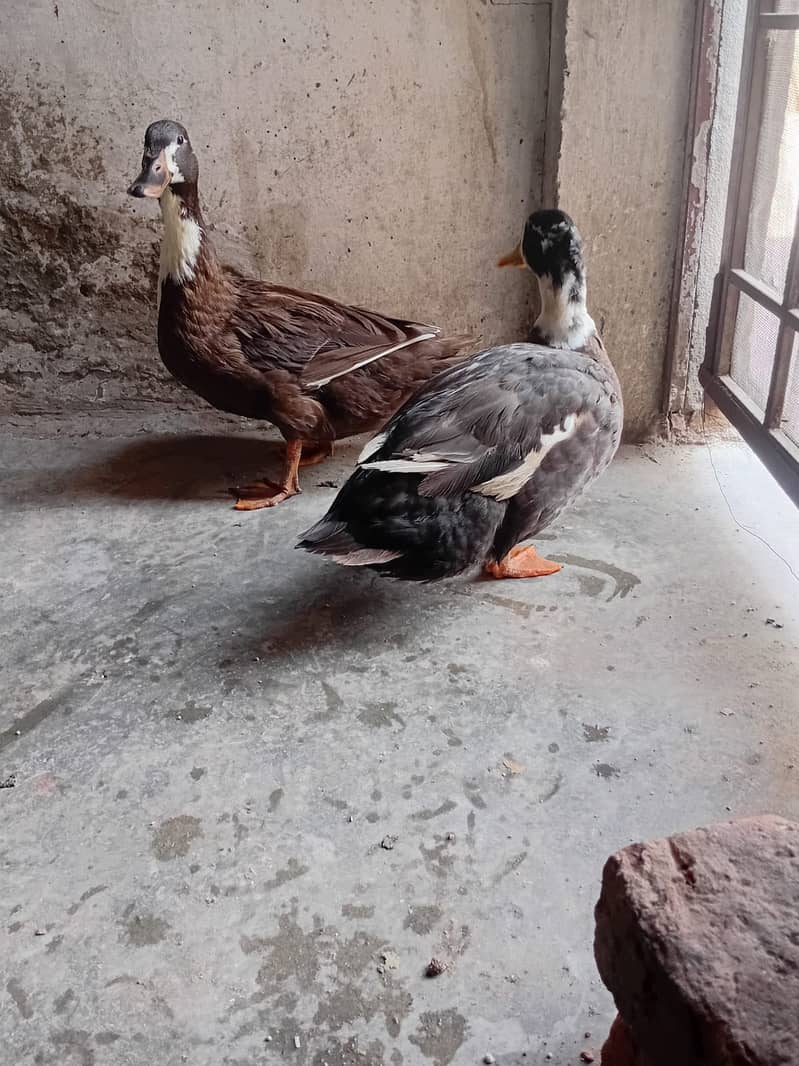 Ducks 4