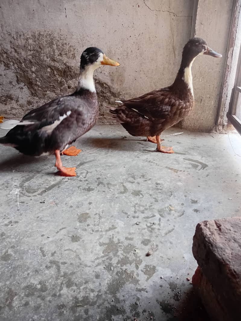 Ducks 5