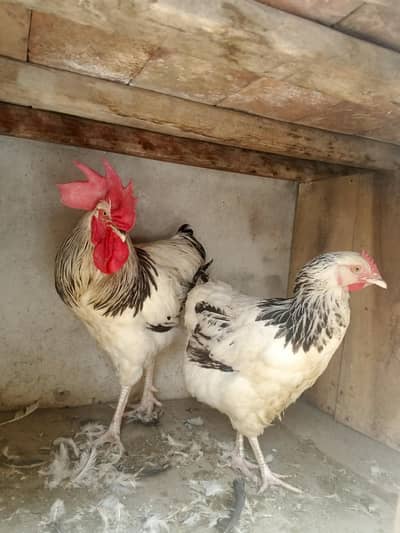 Light susex hens pair