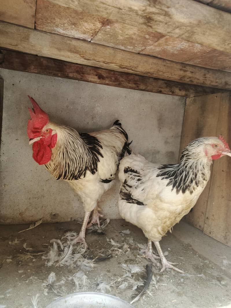 Light susex hens pair 1