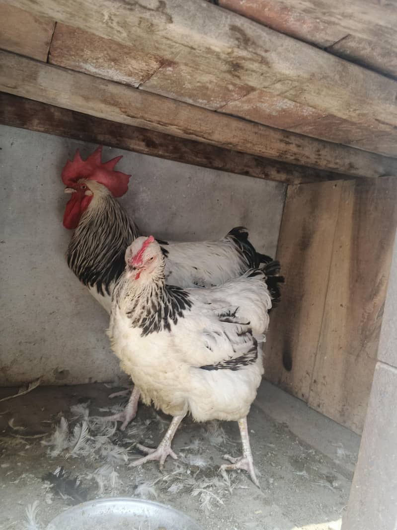 Light susex hens pair 2