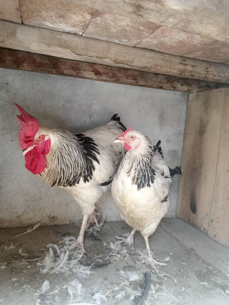 Light susex hens pair 3