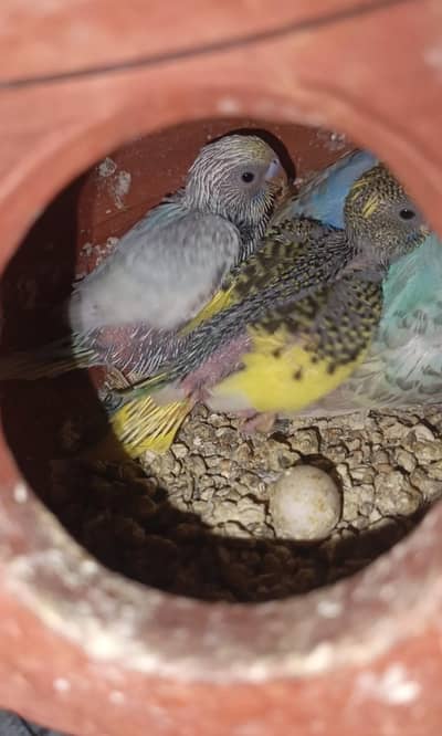 Rainbow Budgie's breeder pair with chick
