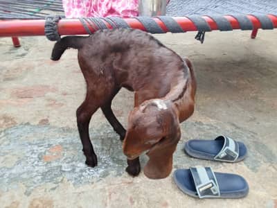 Pure Nagri Desi Goat Female Patthi | desi dogli bakri / Goats for Sale
