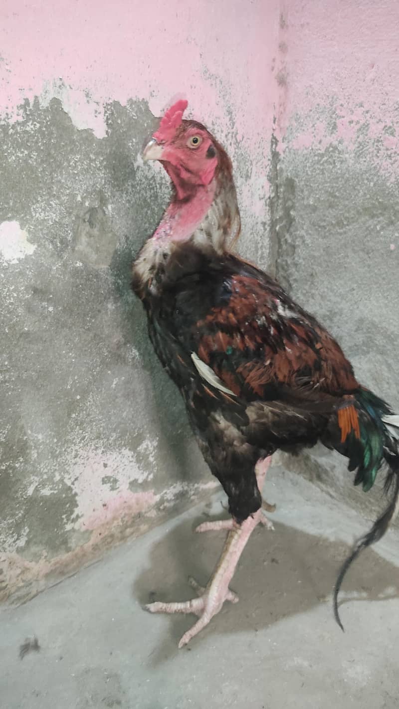 aseel murgh 0