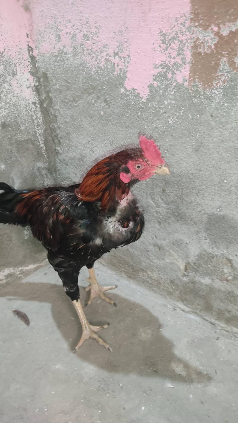 aseel murgh 1