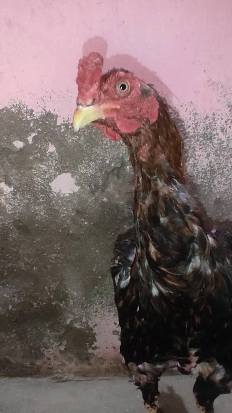 aseel murgh 2
