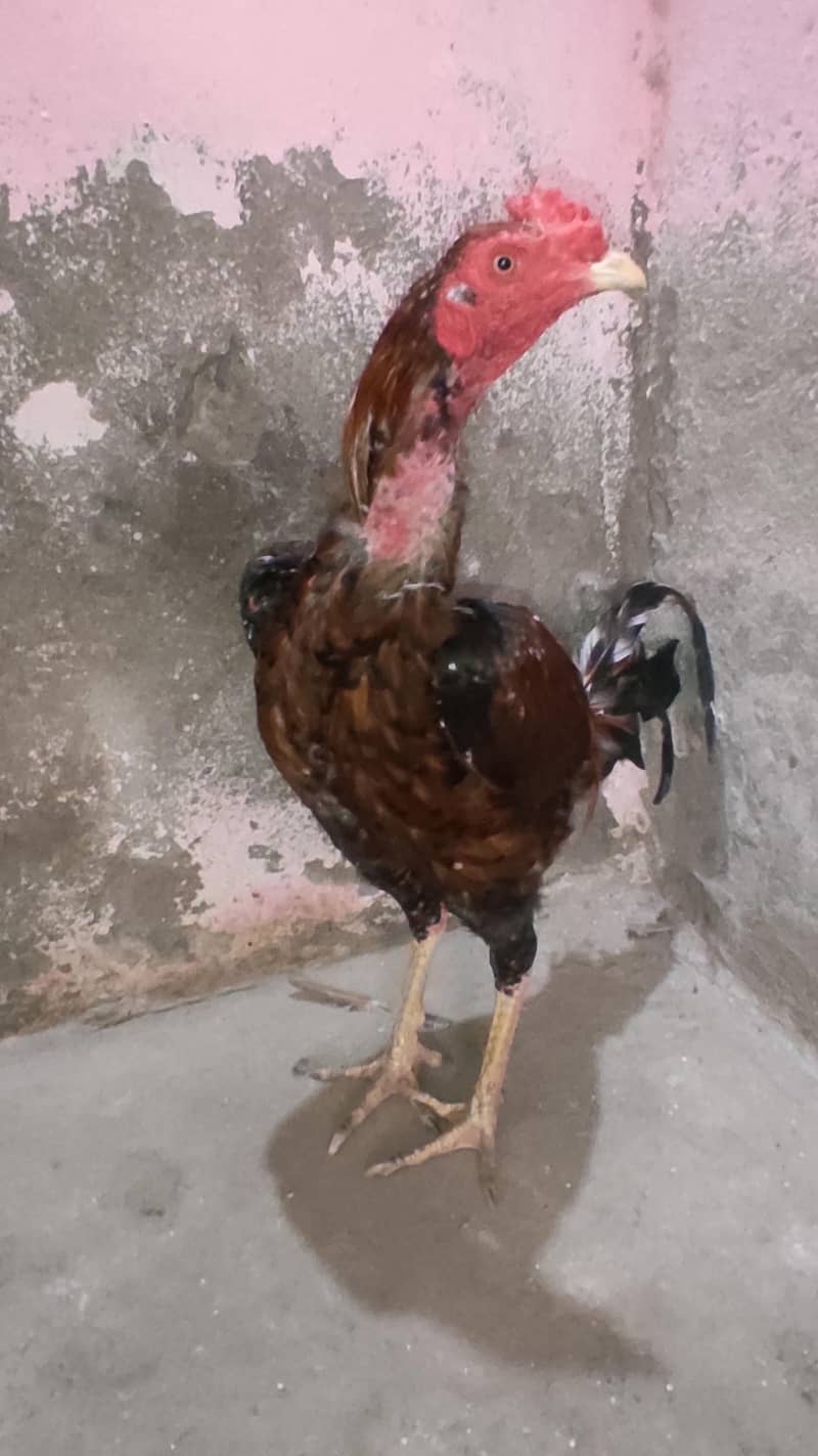 aseel murgh 3