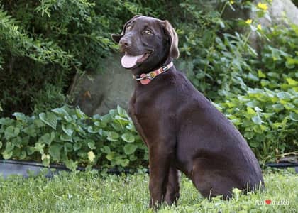 chocolate Labrador female for sale