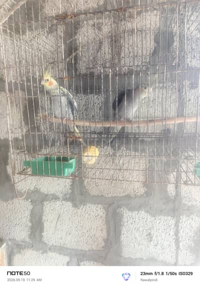 high quality Cocktail Ready to breed pair