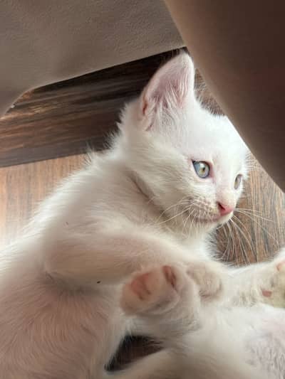Beautiful cat