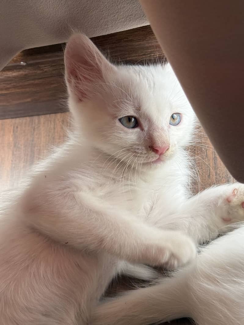 Persian kitten 1