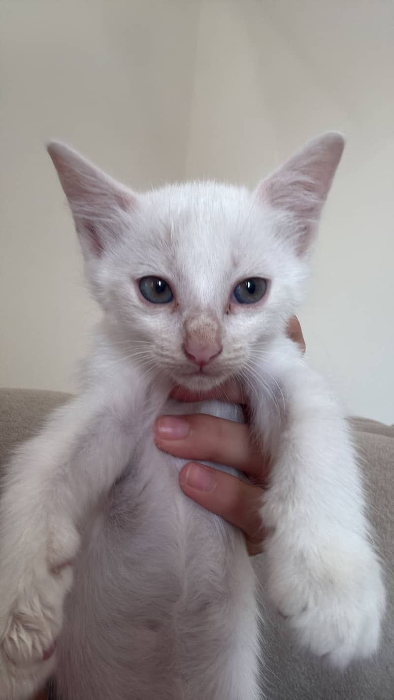 Persian kitten 2