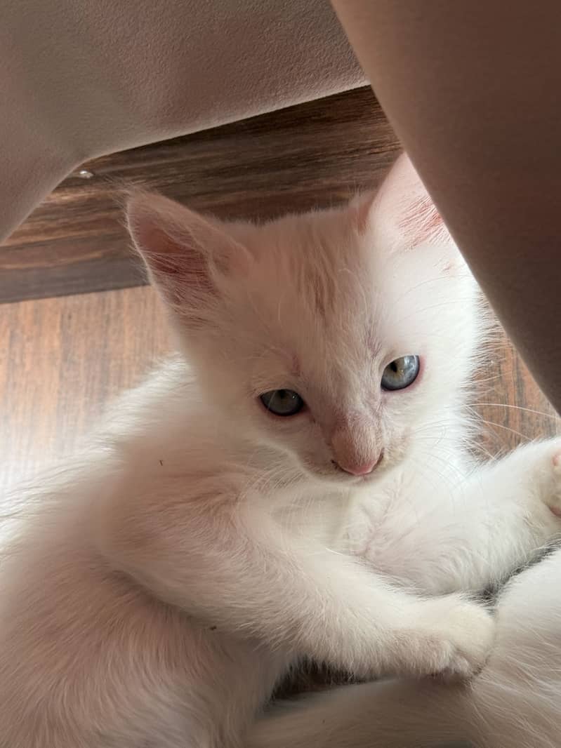 Persian kitten 3