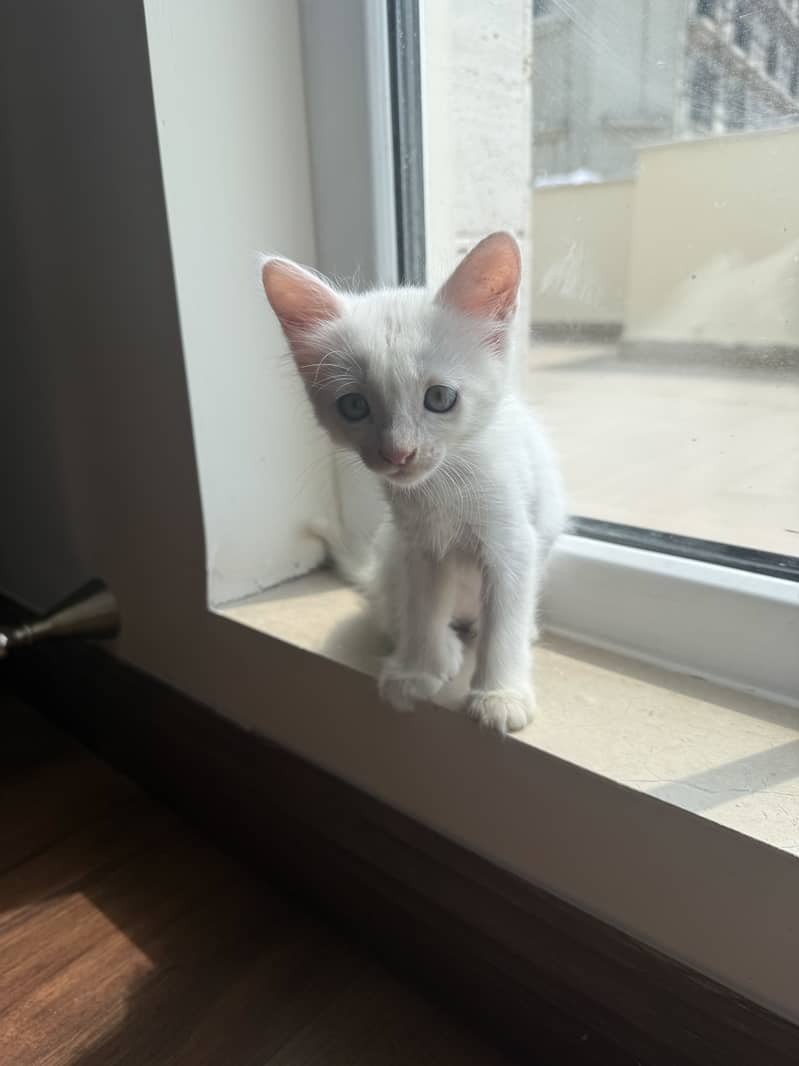 Persian kitten 4