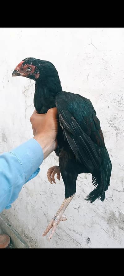 Heera madi