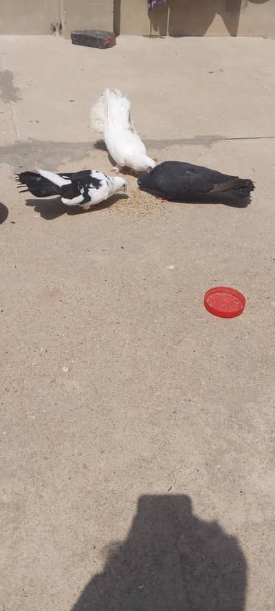 breeder pair and 1 single