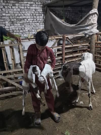 kamori bakri urgent far sel/03469594391