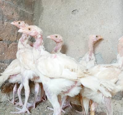 quality paper white heera aseel chicks for sale.