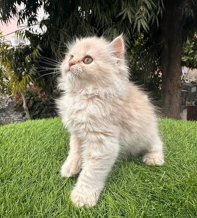 Persian cat kitten