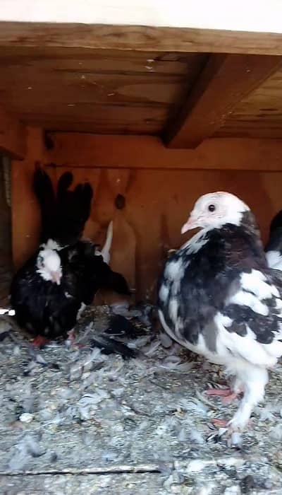 Black and White fantail pigeons