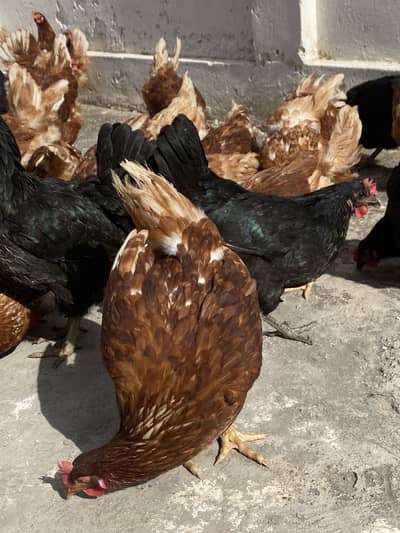Lohman brown Hens