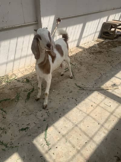 Punjab tapri bakri milking goat with beautiful kid