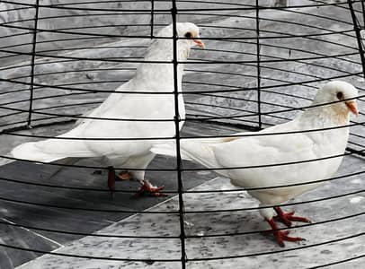 PREMIUM QUALITY White Pigeons Pair for Sale
